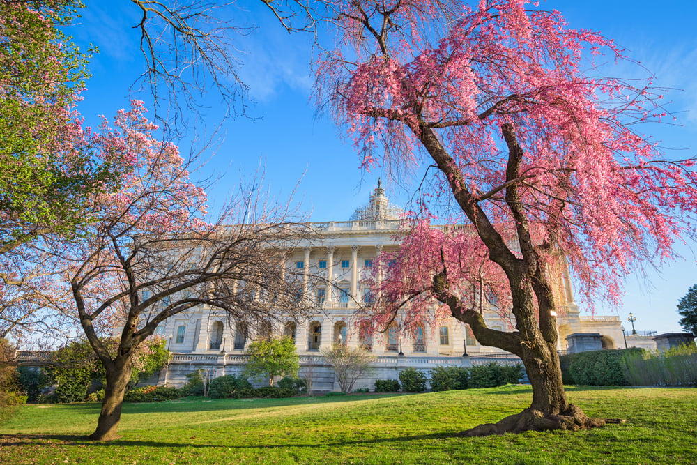 Washington DC at the Capitol Building during spring season.